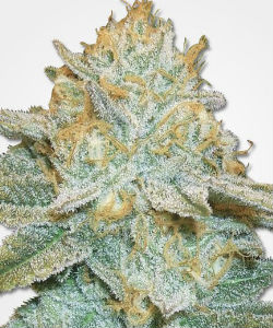 AK-47 Autoflower Feminized Seeds