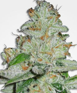 Amnesia Autoflower Feminized Seeds