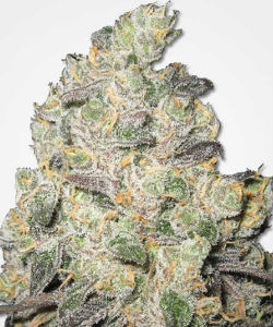 MSNL Big Blue Cheese Feminized Seeds