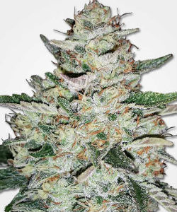 MSNL Big Bud Autoflower Feminized Seeds