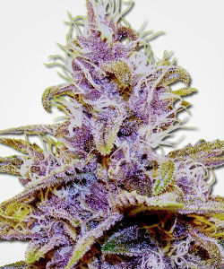 MSNL Blue Dream Autoflower Feminized Seeds