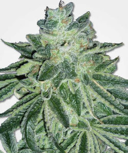 MSNL Blue Dream Feminized Seeds