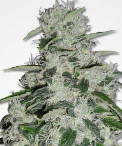 MSNL Blueberry Feminized Seeds