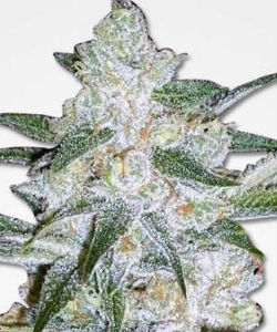 Bubblegum Feminized Seeds