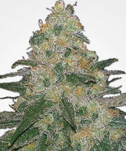 MSNL Cannatonic Feminized Seeds