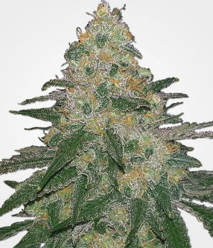 MSNL Cannatonic Feminized Seeds