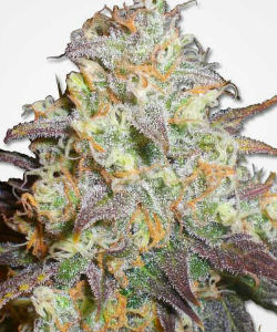 MSNL Chocolope Feminized Seeds