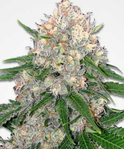 Marijuana Seeds NL Critical Feminized Seeds