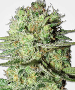 MSNL Durban Poison Feminized Seeds