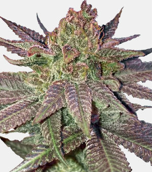 MSNL Fruity Pebbles Feminized Seeds