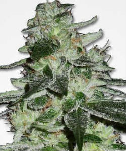 G13 Haze Feminized Seeds