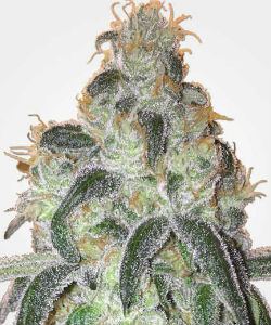 MSNL Girl Scout Cookies Feminized Seeds