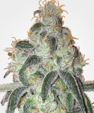 MSNL Girl Scout Cookies Feminized Seeds