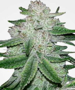 Gorilla Glue Feminized Seeds