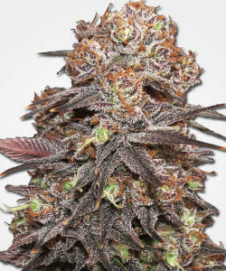 Grandaddy Purple Feminized Seeds