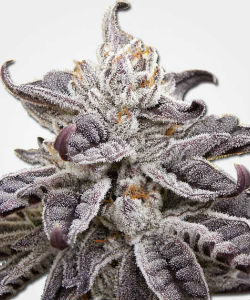MSNL Granddaddy Purple Autoflower Feminized Seeds