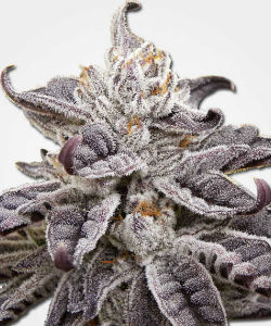 Granddaddy Purple Autoflower Feminized Seeds