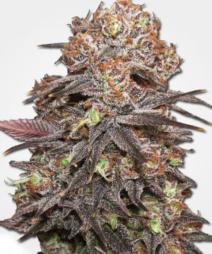 MSNL Granddaddy Purple Feminized Cannabis Seeds
