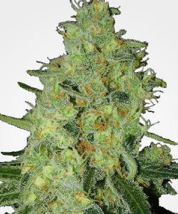 MSNL Lemon OG Autoflower Feminized Seeds