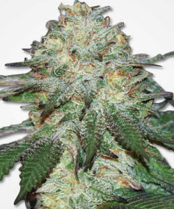 Mango Autoflower Feminized Seeds