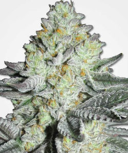 MSNL Mango Feminized Seeds