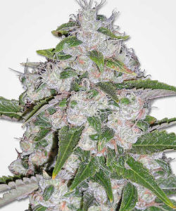 MSNL Mazar Feminized Seeds