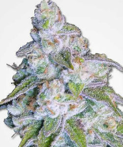 Neville's Haze Feminized Seeds