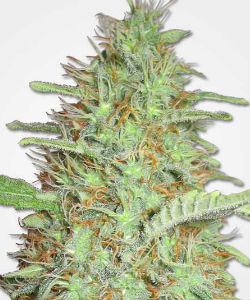 MSNL Orange Bud Feminized Seeds