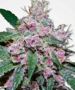 Purple Afghani Feminized Seeds