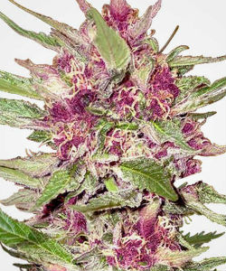 MSNL Purple Hulk Autoflower Feminized Seeds