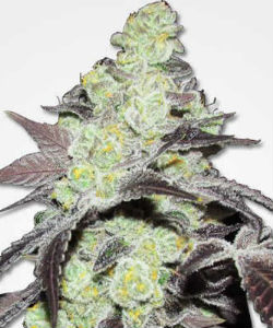 MSNL Purple Kush Feminized Seeds