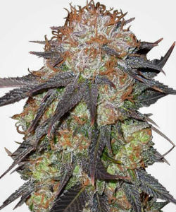 MSNL Purple Pineberry Feminized Seeds