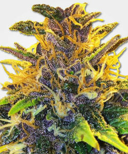 Purple Power Feminized Seeds