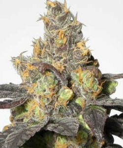 MSNL Purple Urkle Feminized Seeds