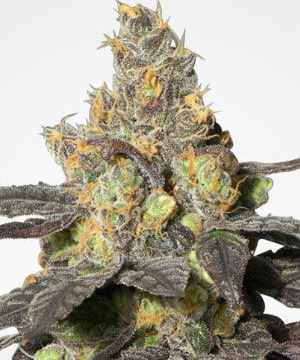 MSNL Purple Urkle Feminized Seeds