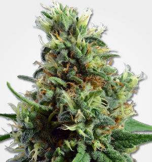 MSNL Sour Diesel Autoflower Feminized Marijuana Seeds