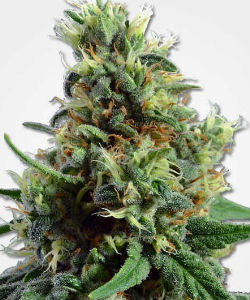 MSNL Sour Diesel Autoflower Feminized Seeds