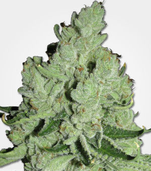 MSNL Sour Diesel Feminized Cannabis Seeds