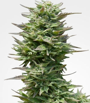 MSNL Sunset Sherbet Cannabis Seeds