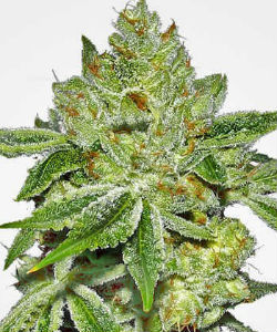 Super Lemon Diesel Feminized Seeds 