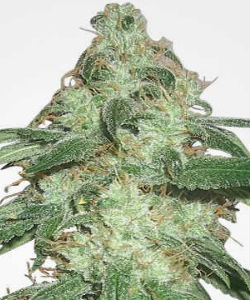 MSNL Super Silver Haze Feminized Seeds