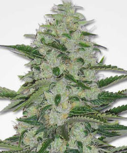 MSNL THC Bomb Feminized Seeds