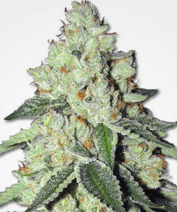 Marijuana Seeds NL THC Snow Feminized Seeds