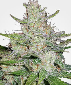 Tangerine Dream Autoflower Feminized Seeds