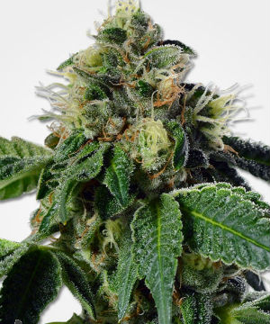 MSNL Trainwreck Feminized Seeds