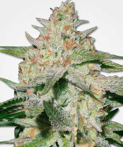 MSNL White Ruski Feminized Seeds