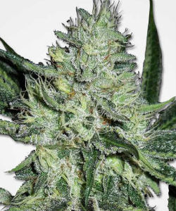 White Widow Feminized Seeds