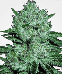 Zkittlez Feminized Seeds 