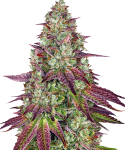 Herbies Mimosa EVO Feminized Seeds