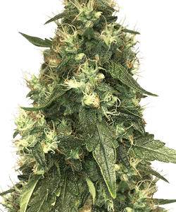 Herbies Northern Lights Feminized Seeds